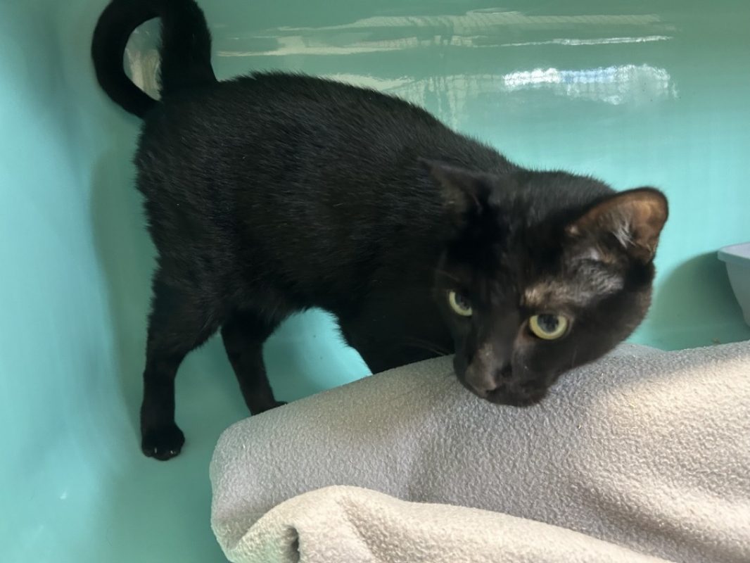 Pompon - Chat Européen à adopter