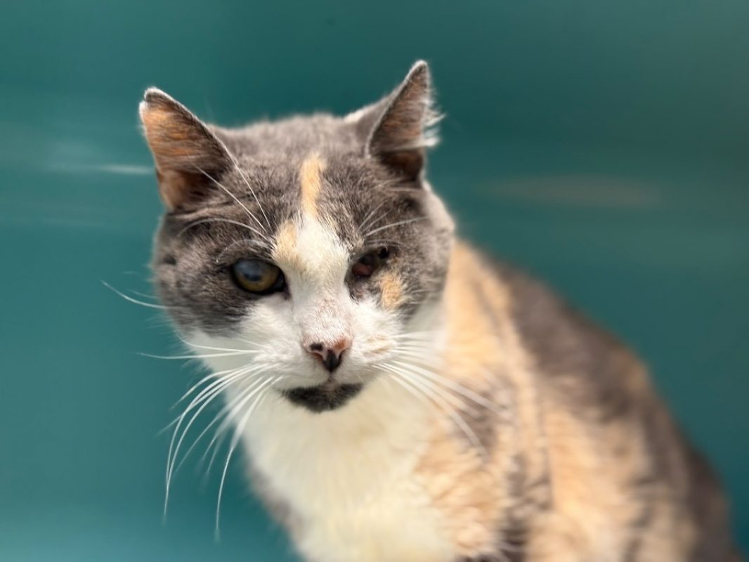Aloé - Chat Européen à adopter