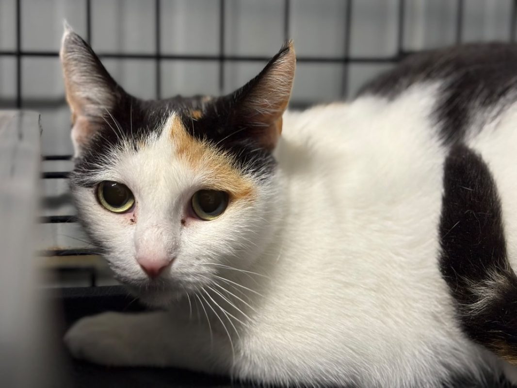 Trico - Chat Européen à adopter