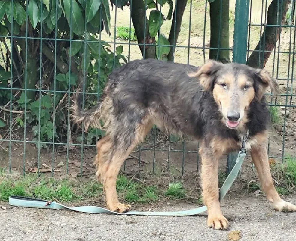 Neo - Chien Berger à adopter