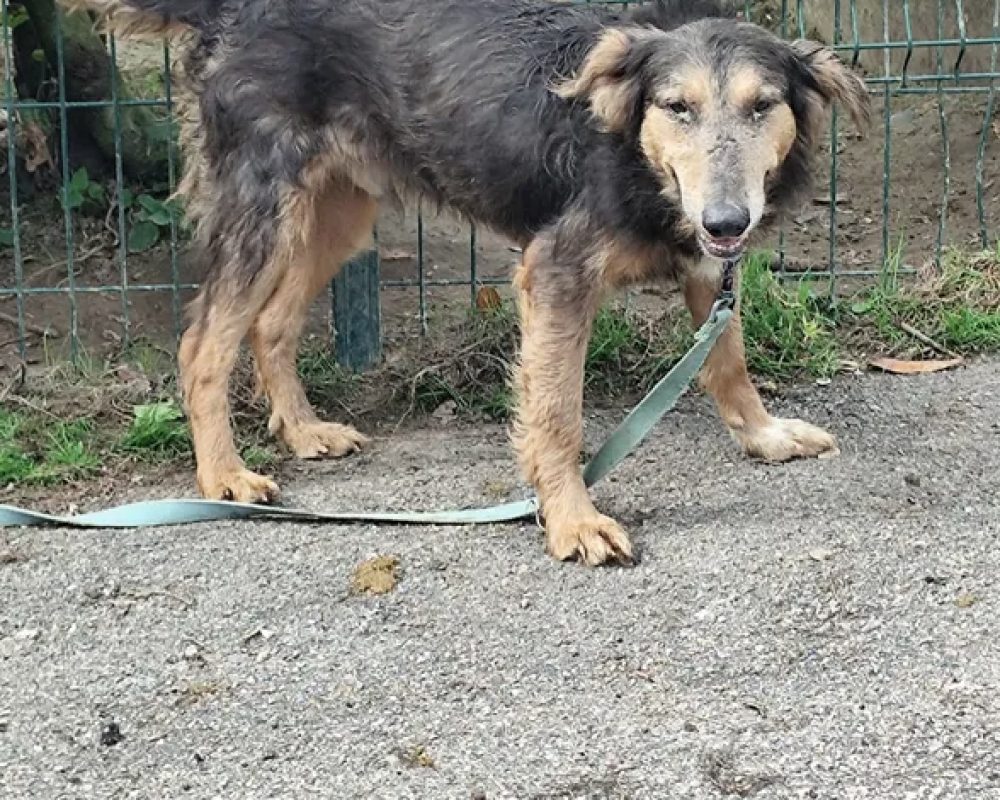 Neo - Chien Berger à adopter - photo 2