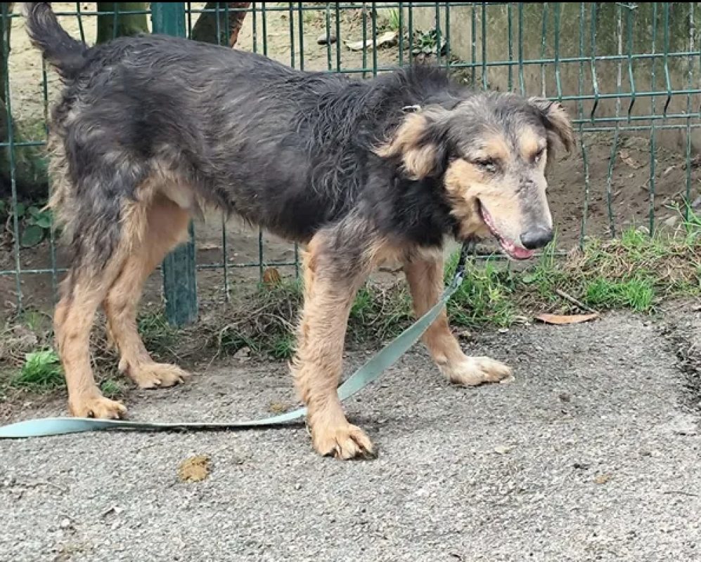 Neo - Chien Berger à adopter - photo 3