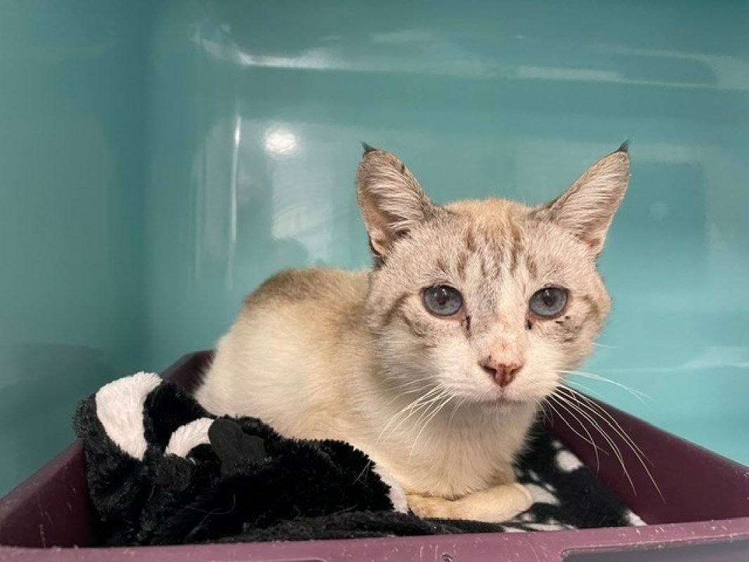 Malo - Chat Européen à adopter