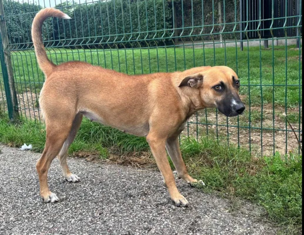 Colette - Chien Berger à adopter
