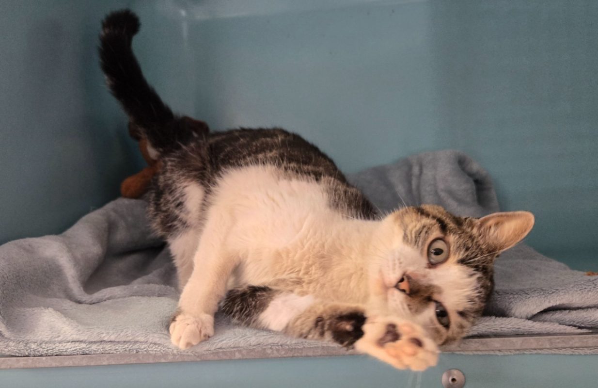 Fripouille - Chat Européen à adopter