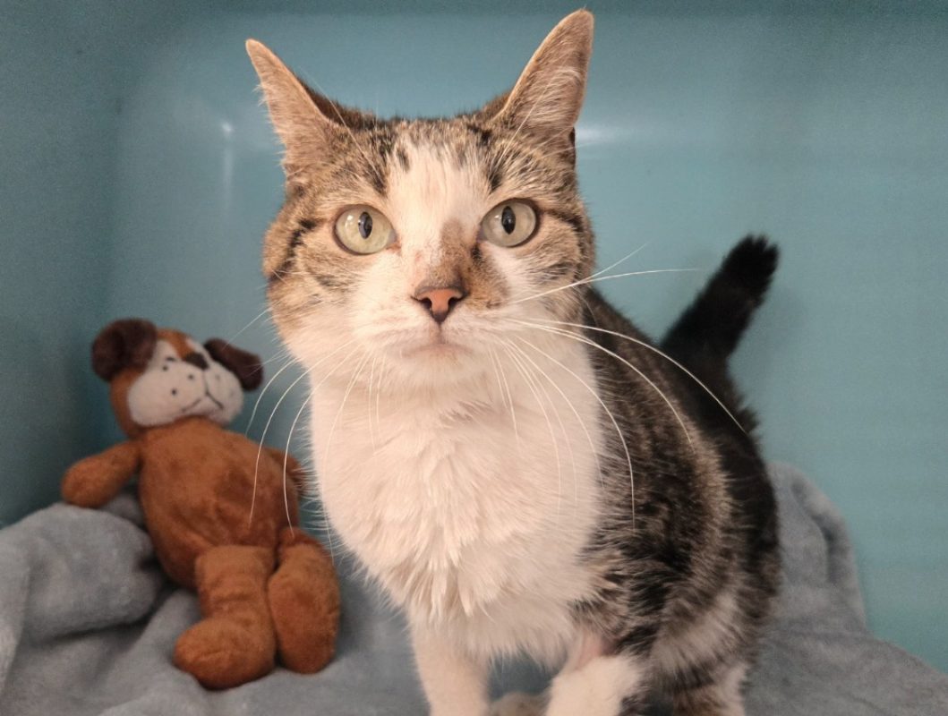 Fripouille - Chat Européen à adopter - photo 2