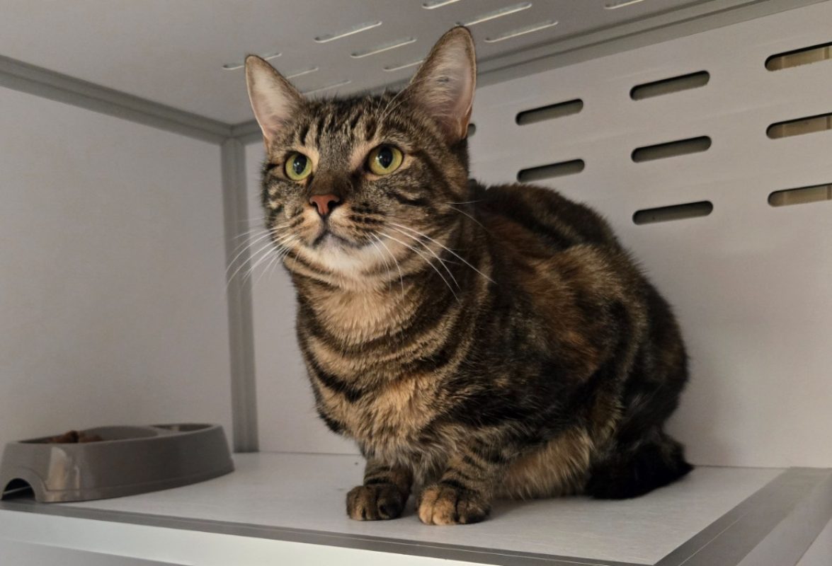 Fripouille - Chat Européen à adopter