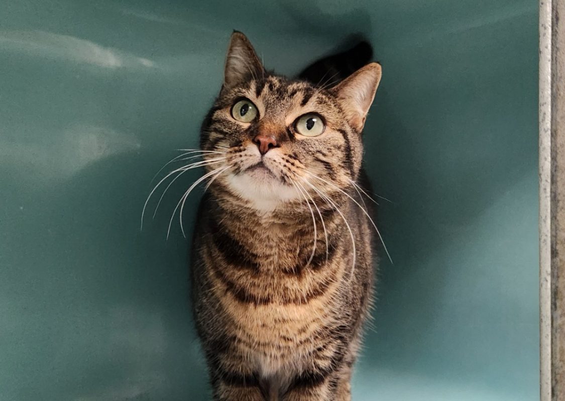 Orchidee - Chat Européen à adopter