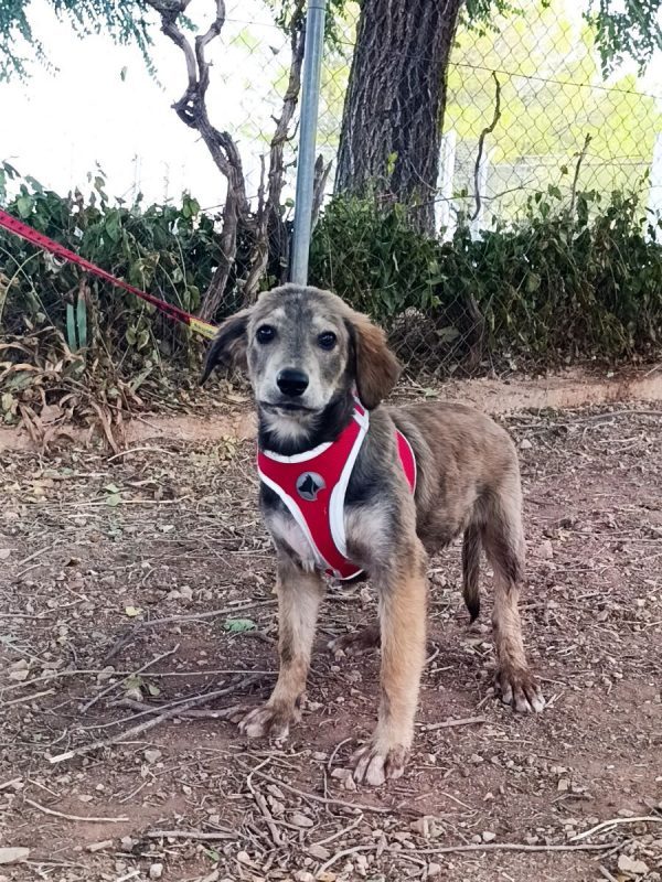 Aramis - Chien à adopter - photo 3