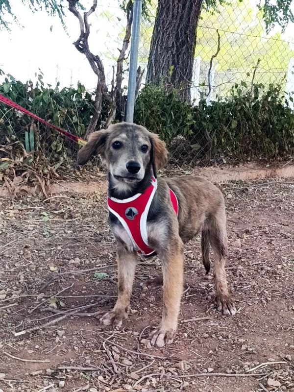 Aramis - Chien à adopter - photo 6