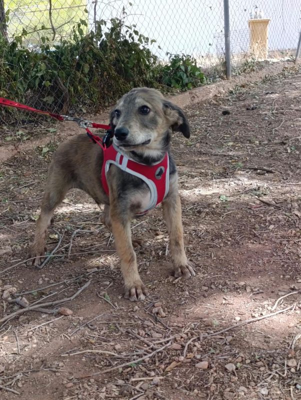 Aramis - Chien à adopter - photo 4