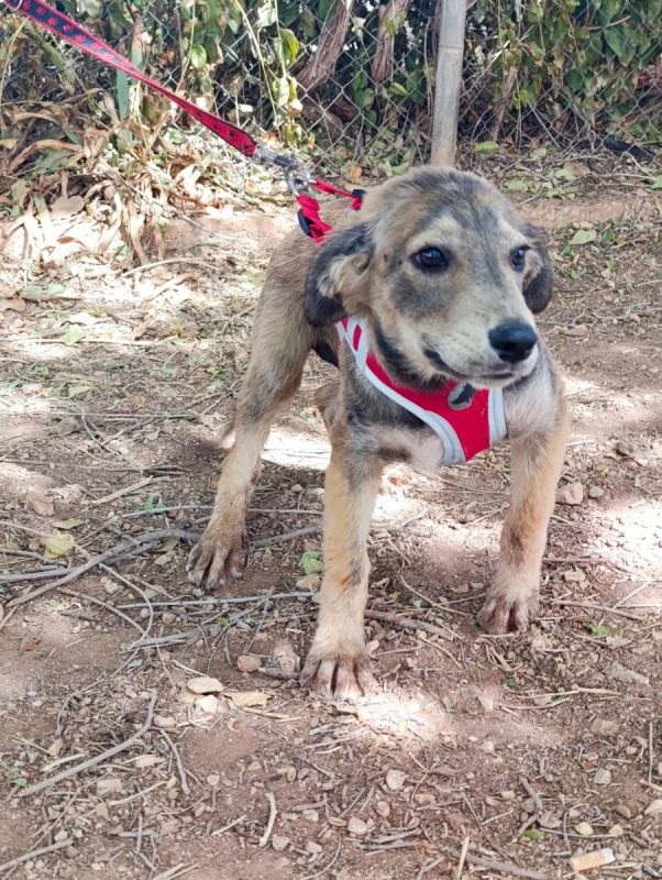 Aramis - Chien à adopter - photo 2