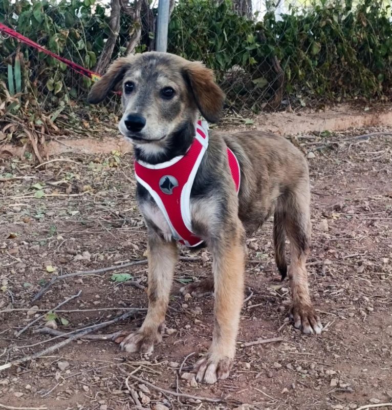 Aramis - Chien à adopter