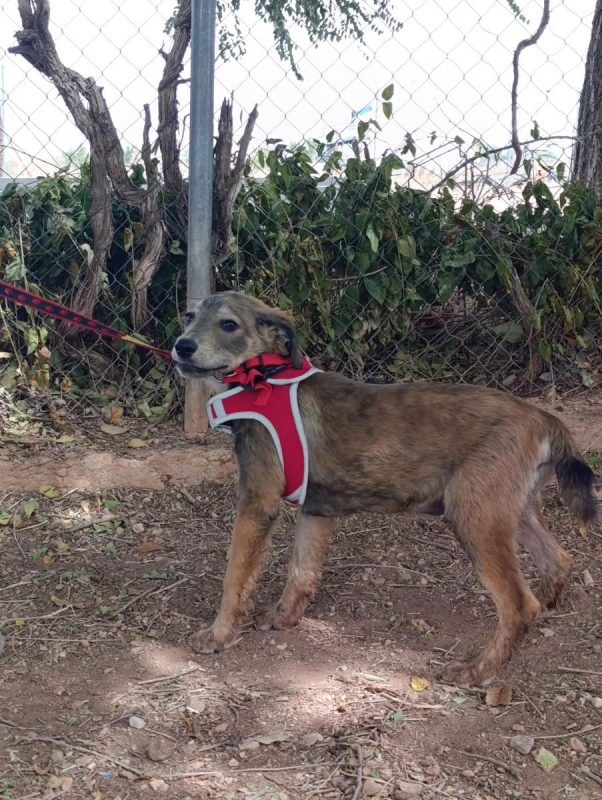 Aramis - Chien à adopter - photo 5