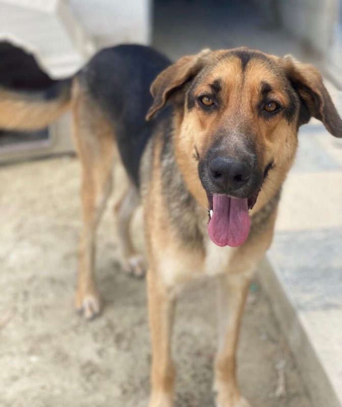 Max - Chien Berger Allemand à adopter - photo 4