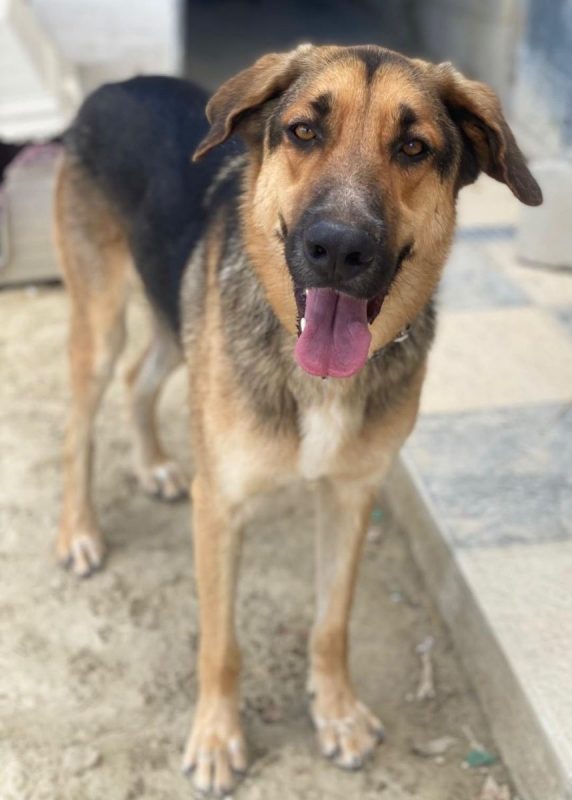 Max - Chien Berger Allemand à adopter - photo 2