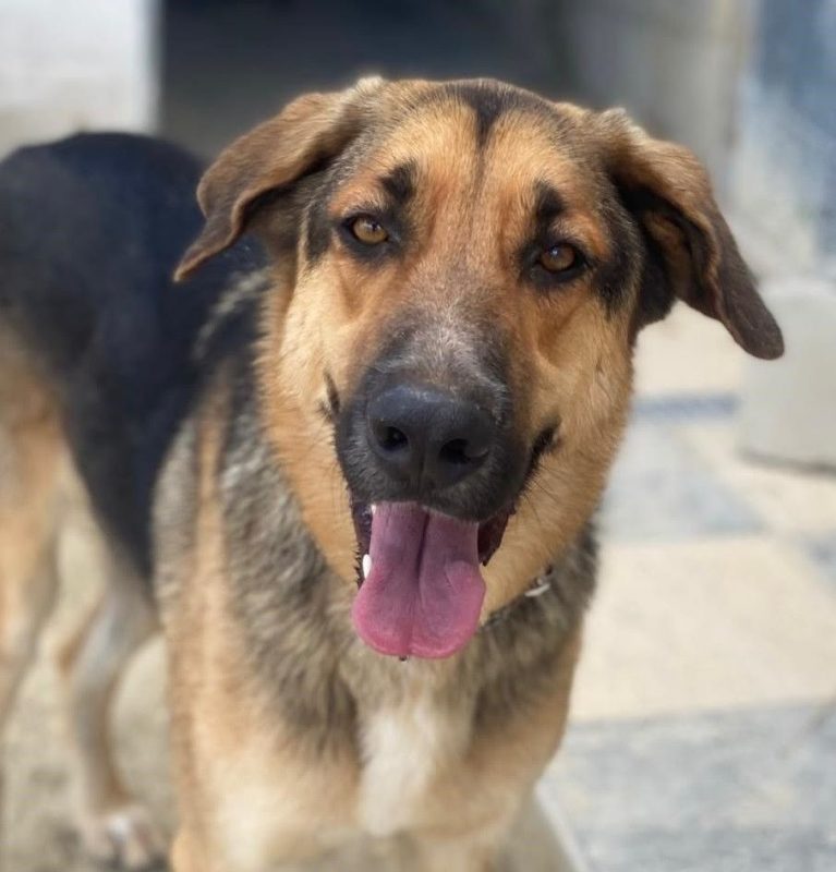 Max - Chien Berger Allemand à adopter