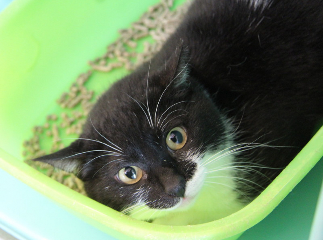 Photo #2 de Roudoudou