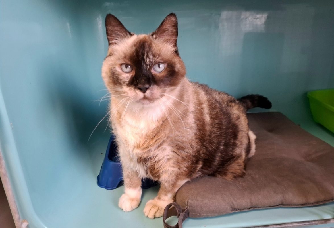 Minoucha - Chat Européen à adopter