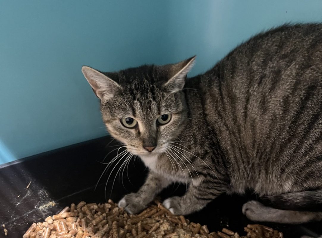 MaÏa - Chat Européen à adopter