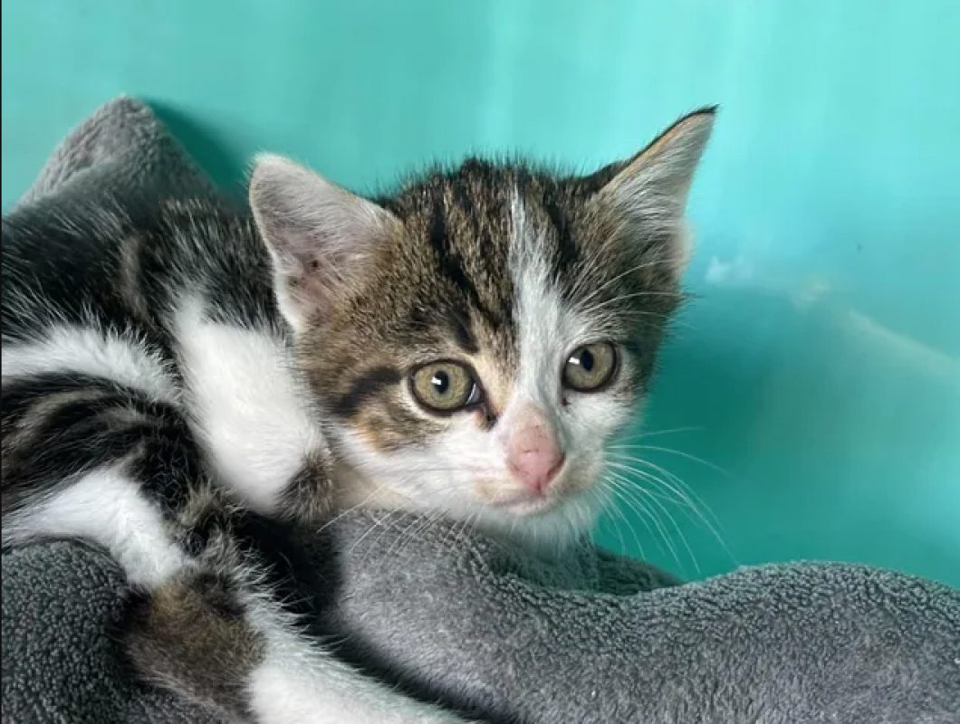 Novo - Chat Européen à adopter