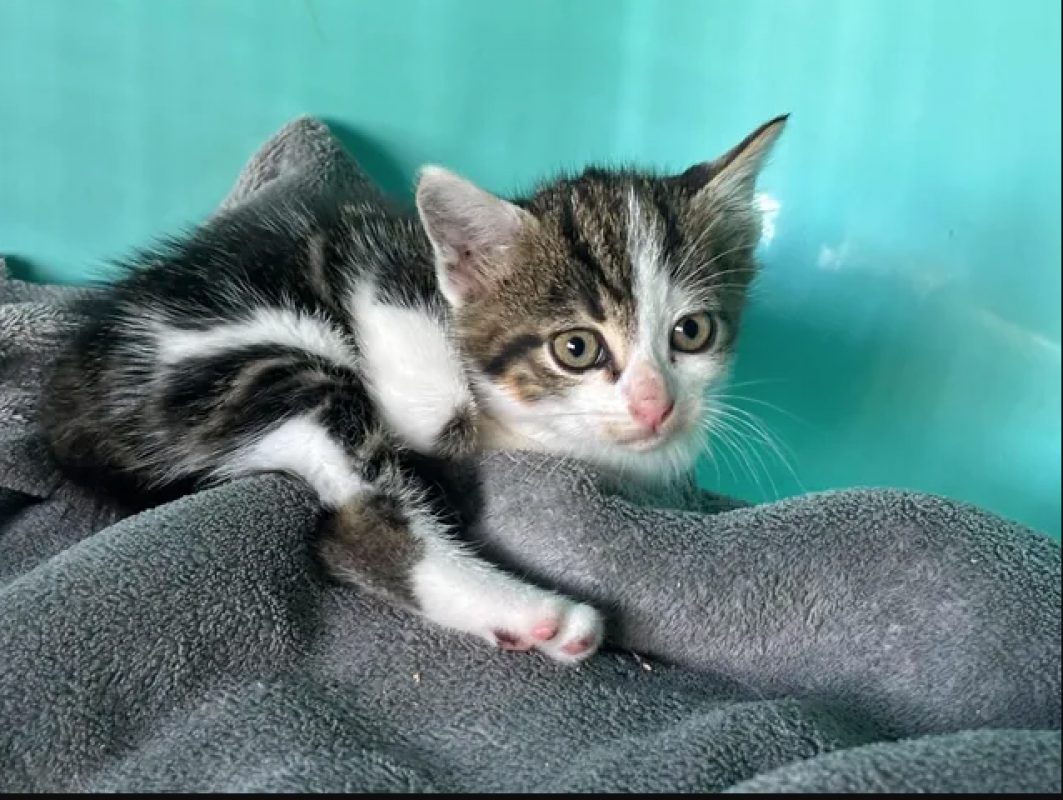 Novo - Chat Européen à adopter - photo 2