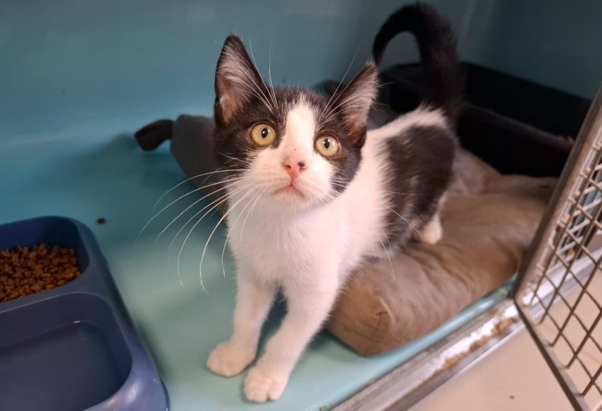 Nana - Chat Européen à adopter
