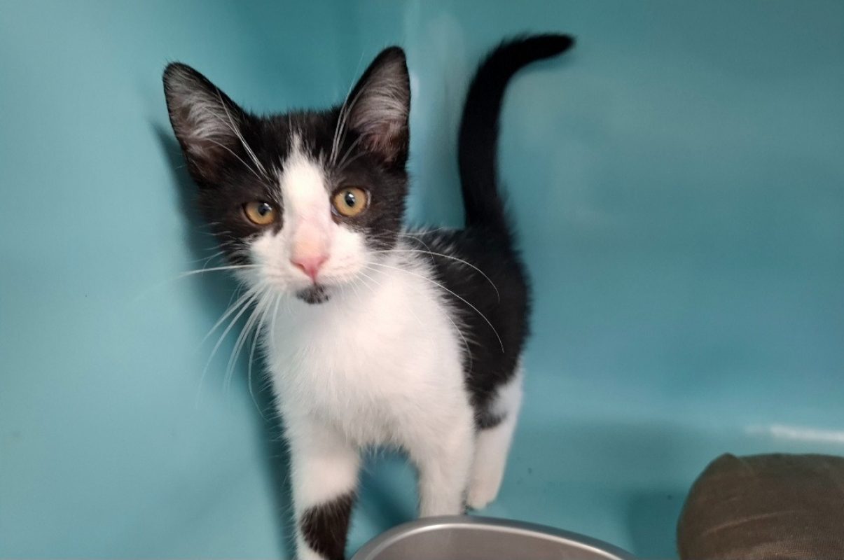Loulou - Chat Européen à adopter