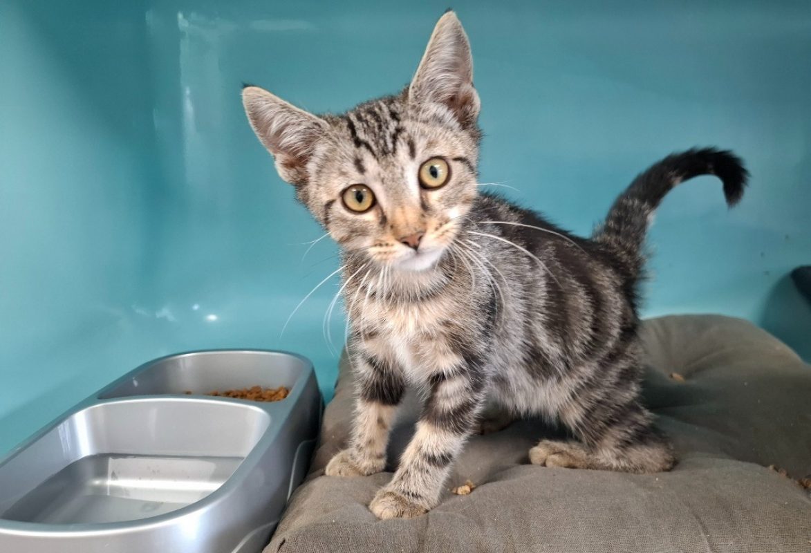 Fifi - Chat Européen à adopter