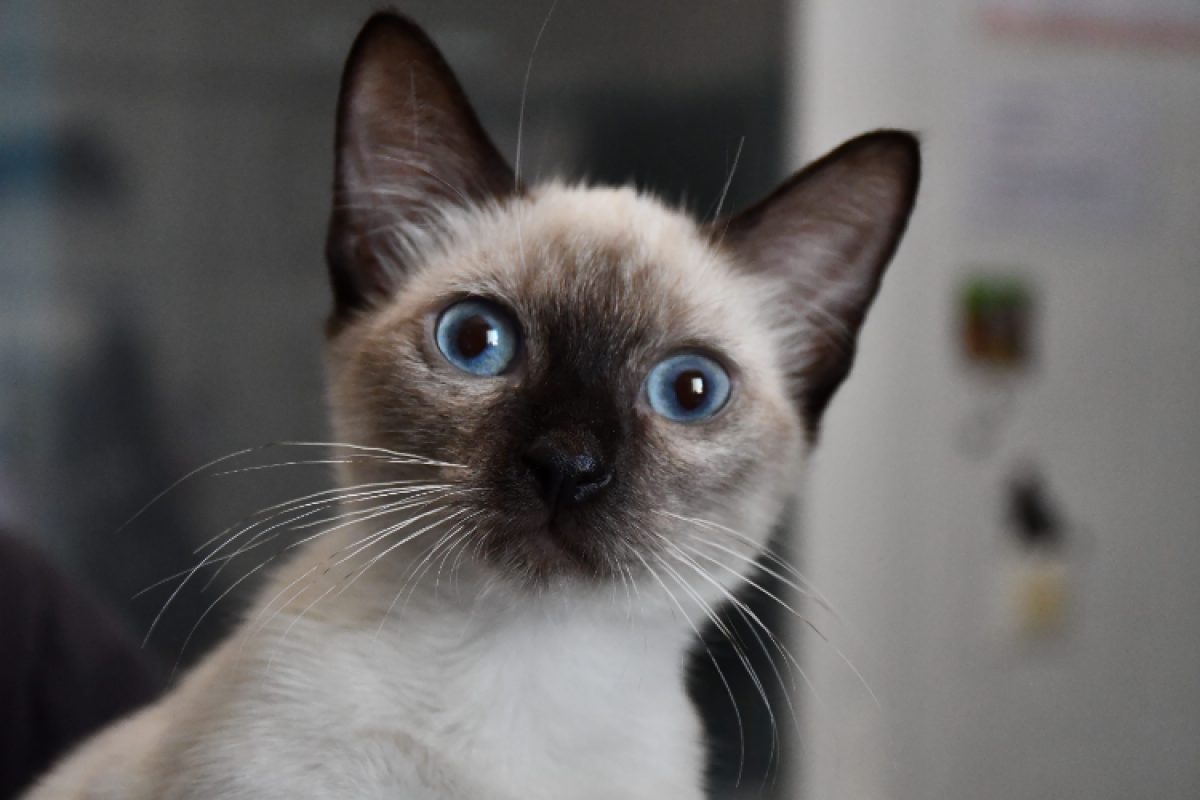 ésoup - Chat Européen à adopter