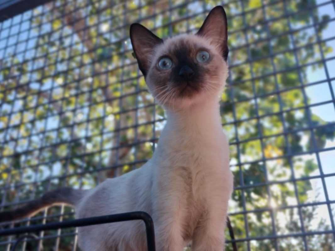ésoup - Chat Européen à adopter - photo 2