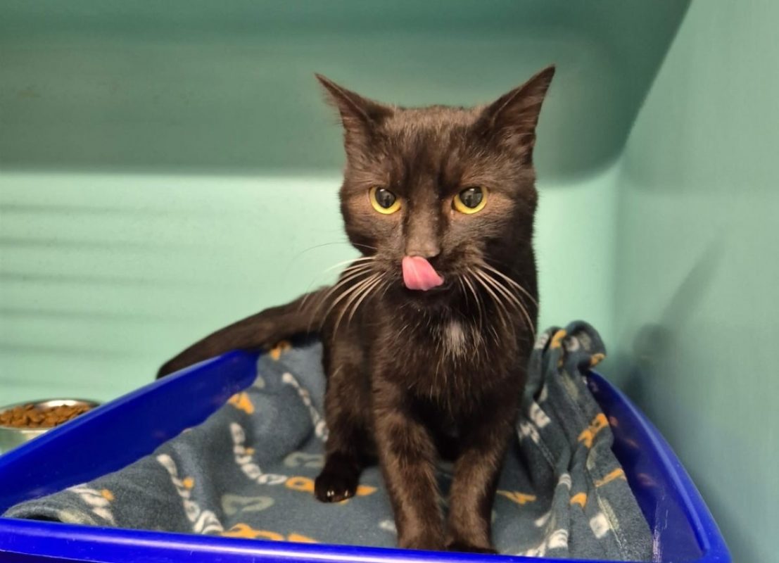 Bard - Chat Européen à adopter