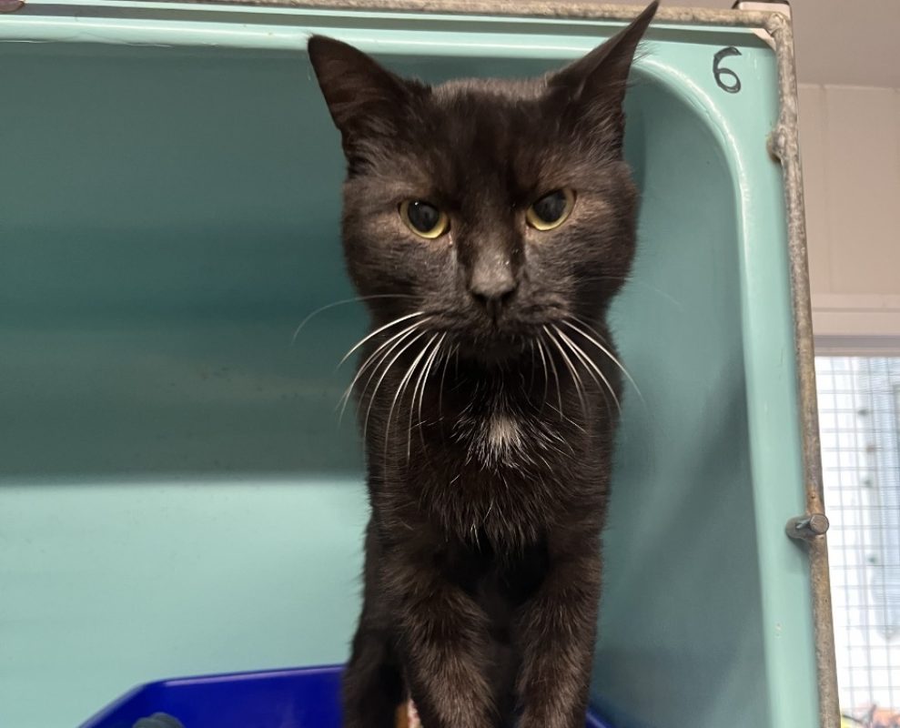 Bard - Chat Européen à adopter - photo 2
