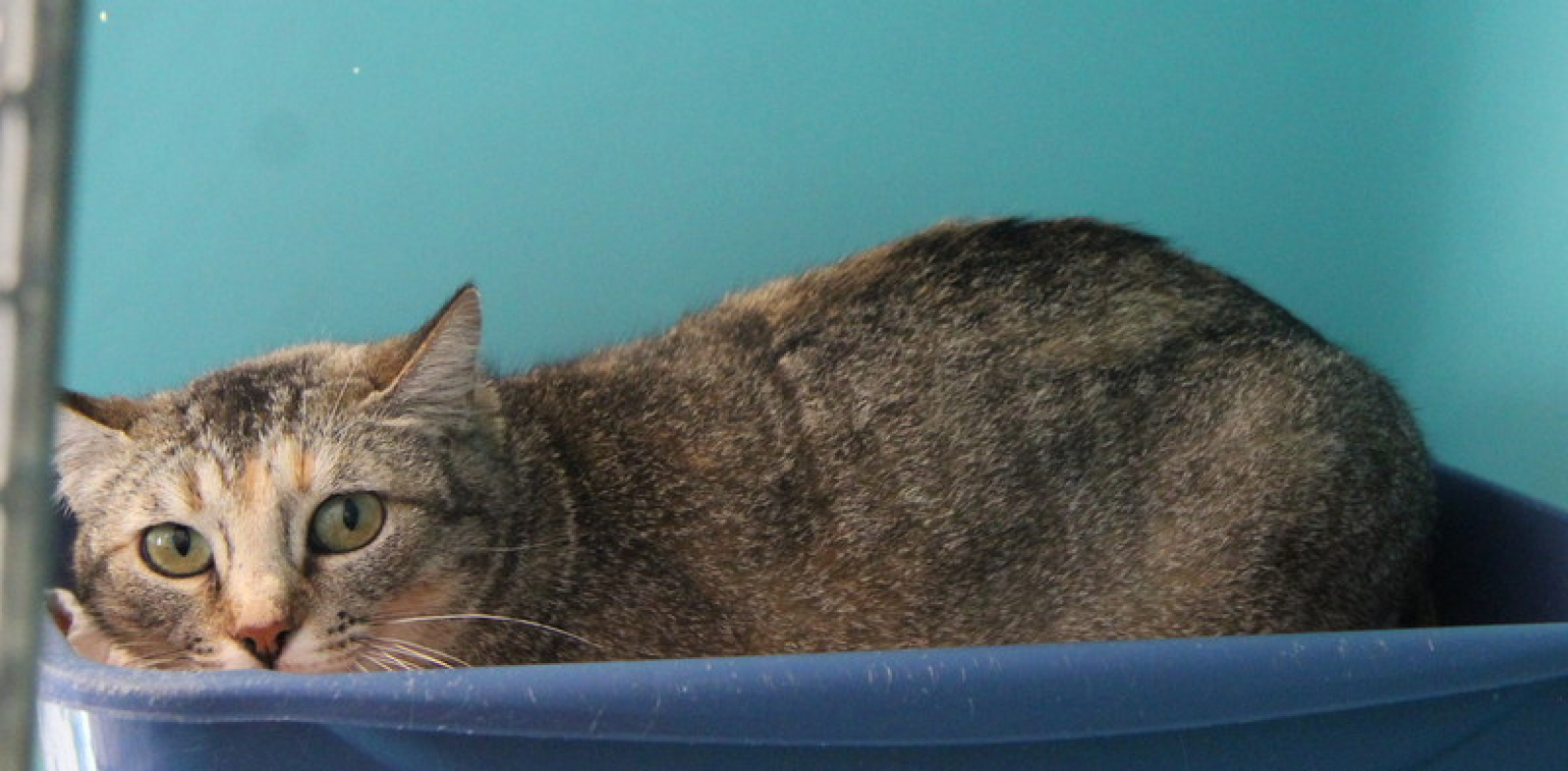 Photo #2 de Dragibus