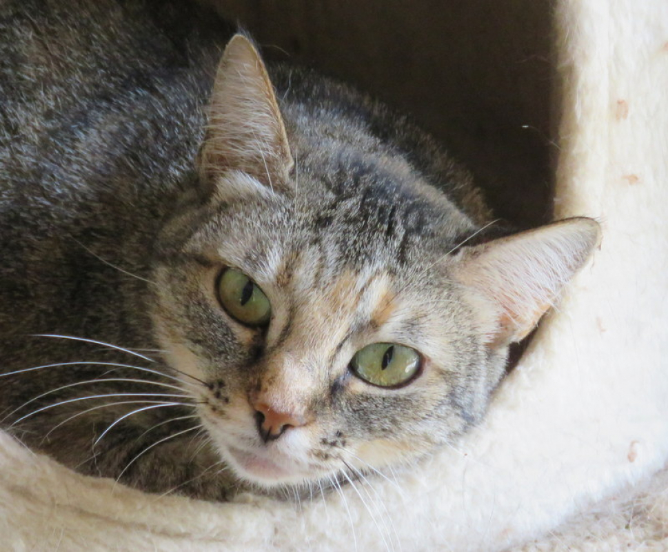 Photo #1 de Dragibus