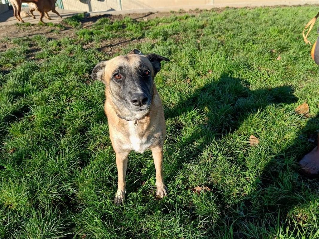 Leilie - Chien à adopter