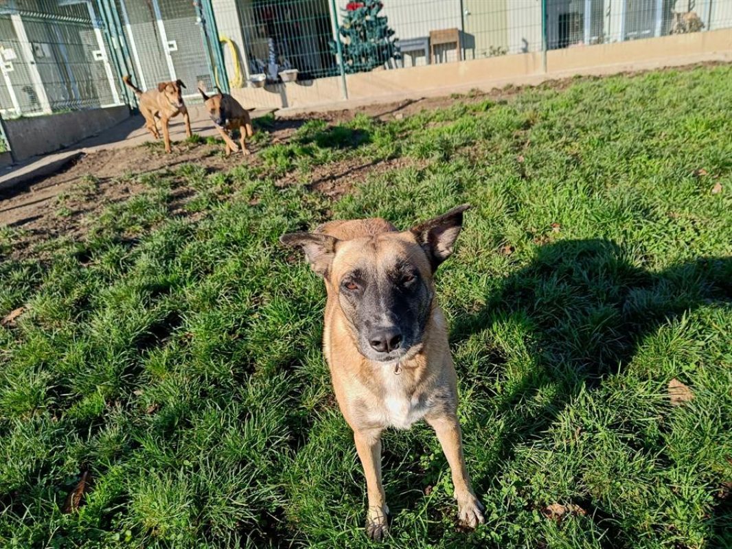 Leilie - Chien à adopter - photo 2