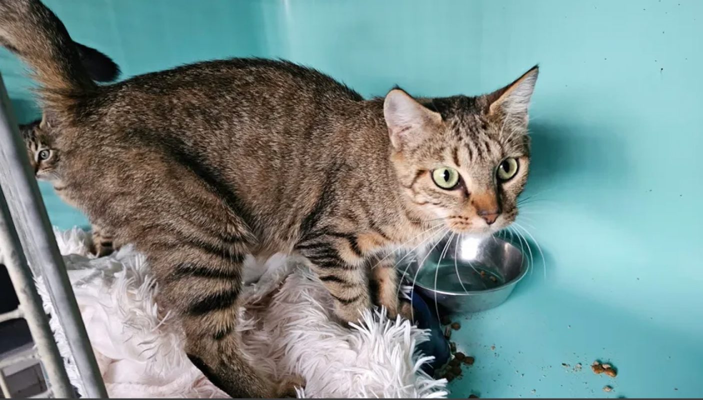 Bunny - Chat Européen à adopter