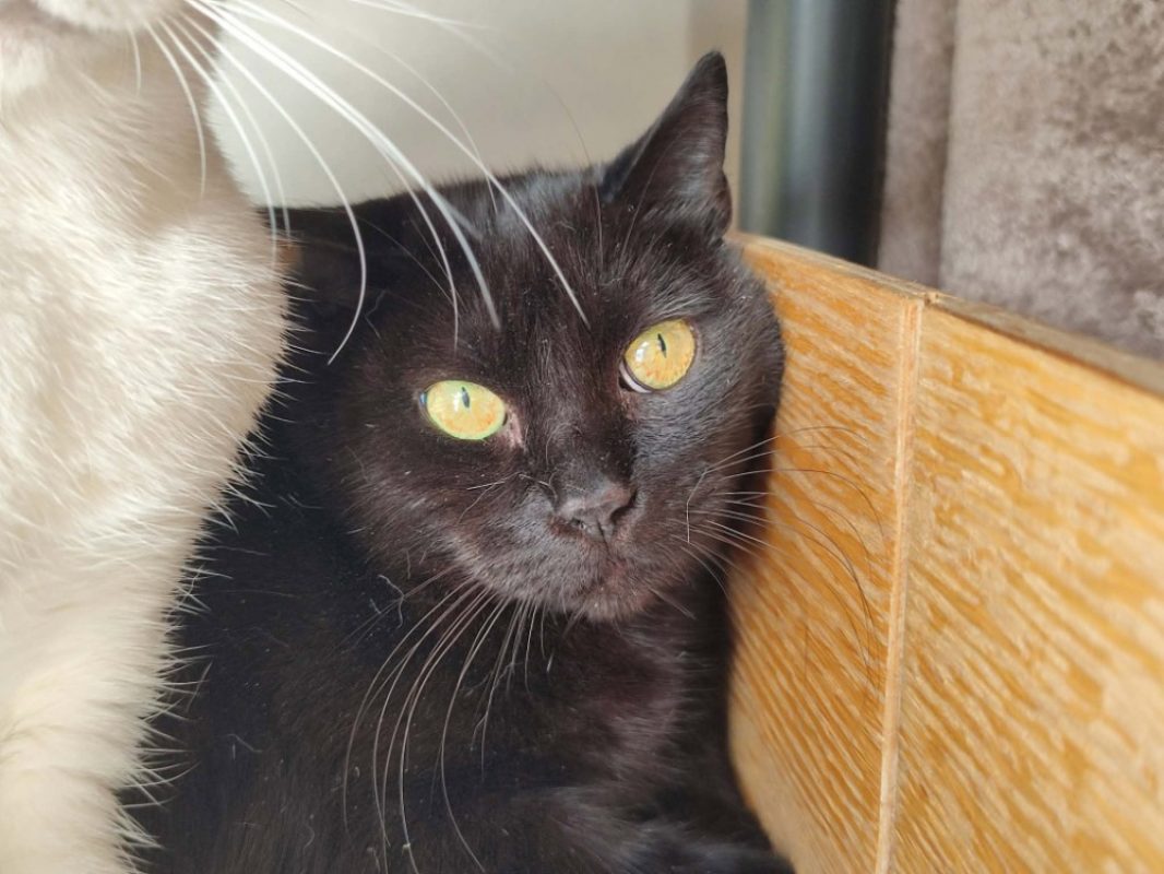 Yona - Chat Européen à adopter