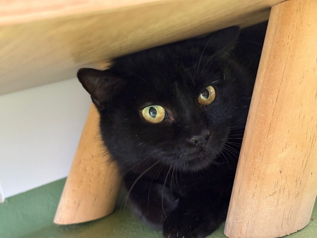Yona - Chat Européen à adopter - photo 2
