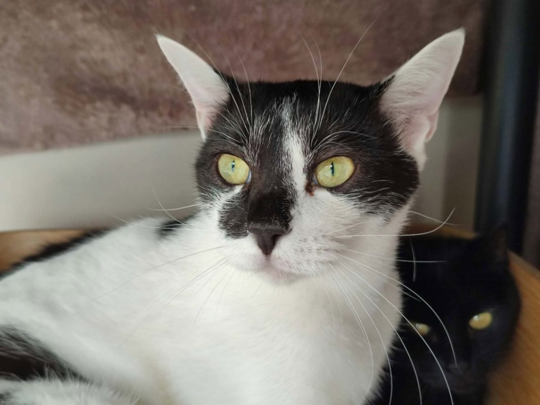 Freeway - Chat Européen à adopter