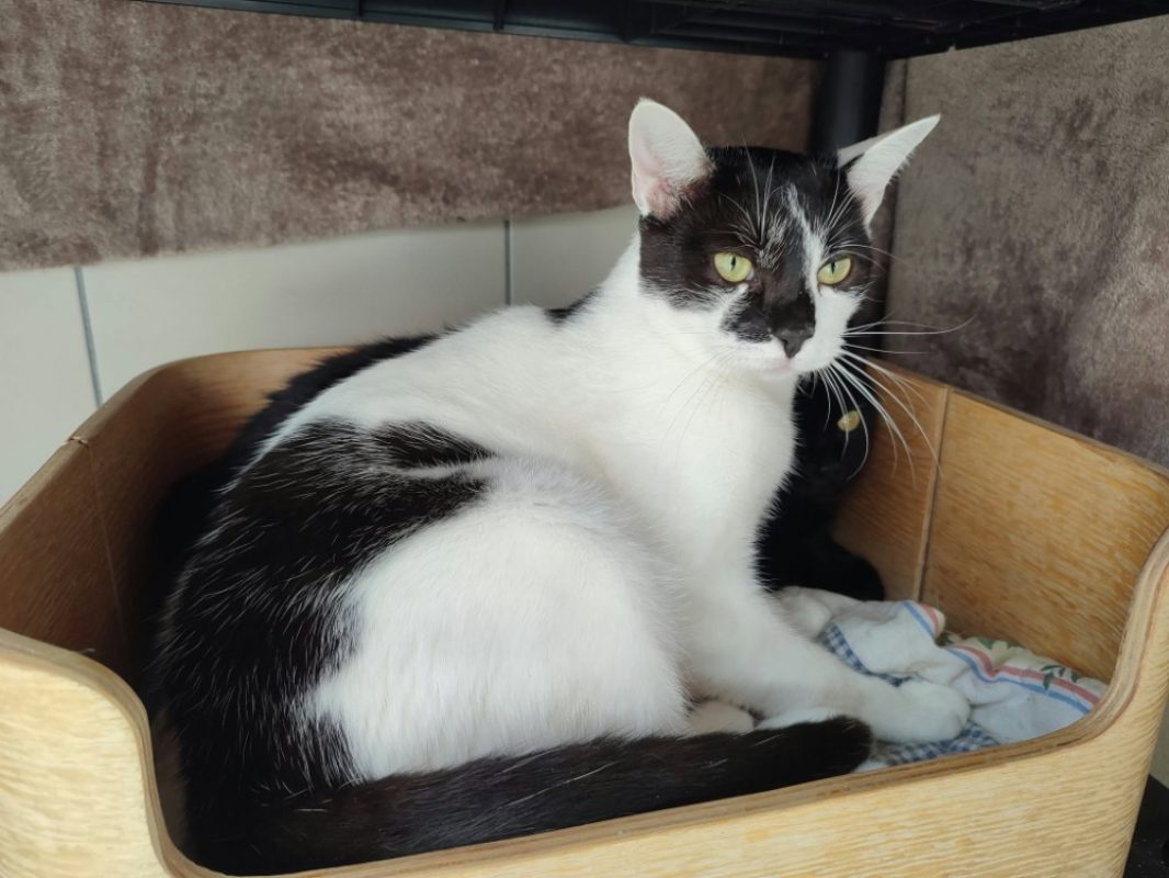 Freeway - Chat Européen à adopter - photo 2