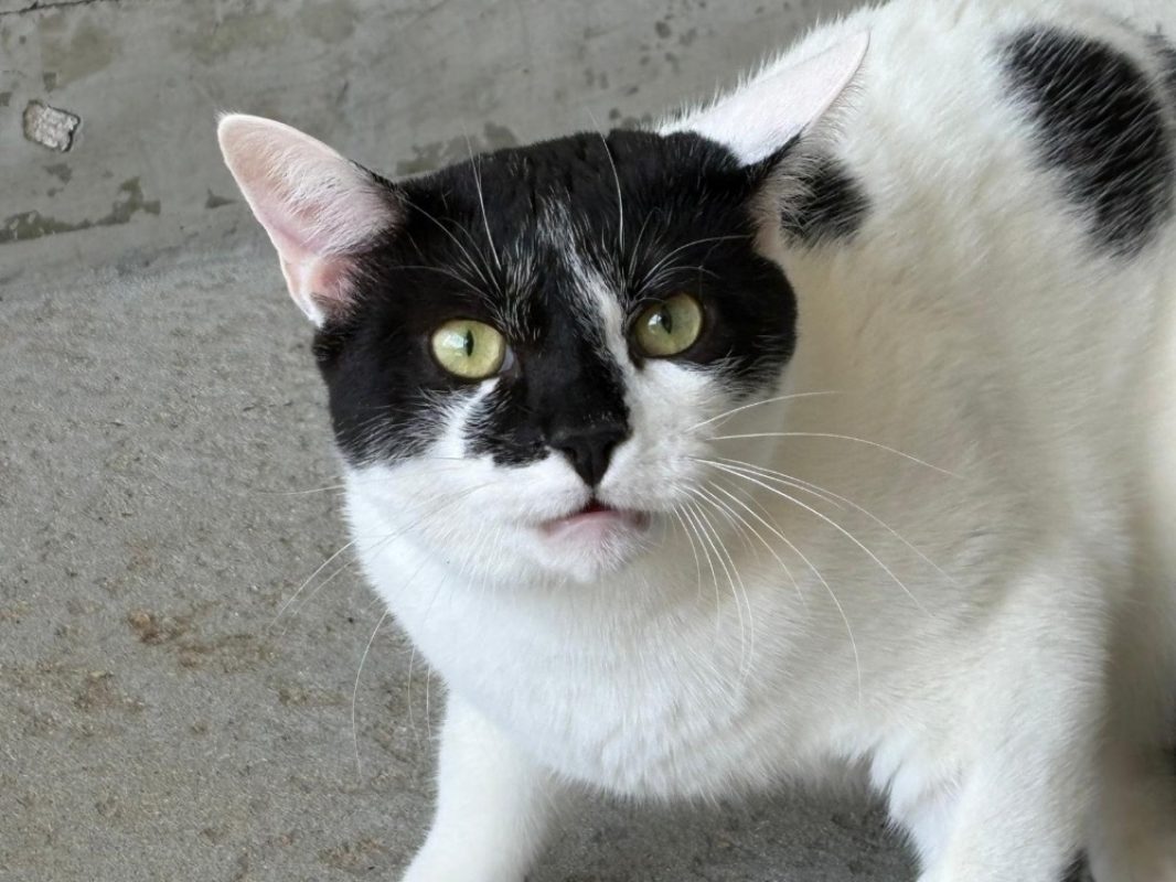 Freeway - Chat Européen à adopter - photo 3