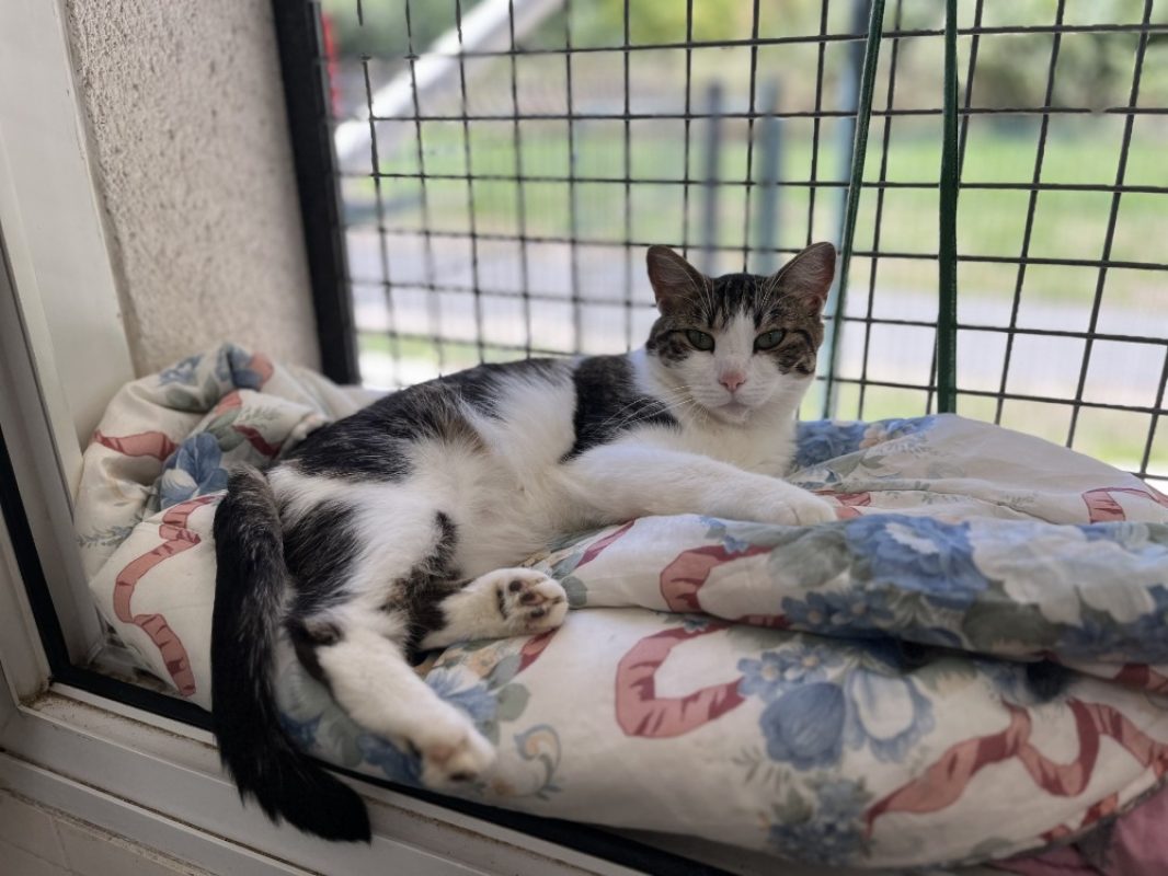 Compote - Chat Européen à adopter