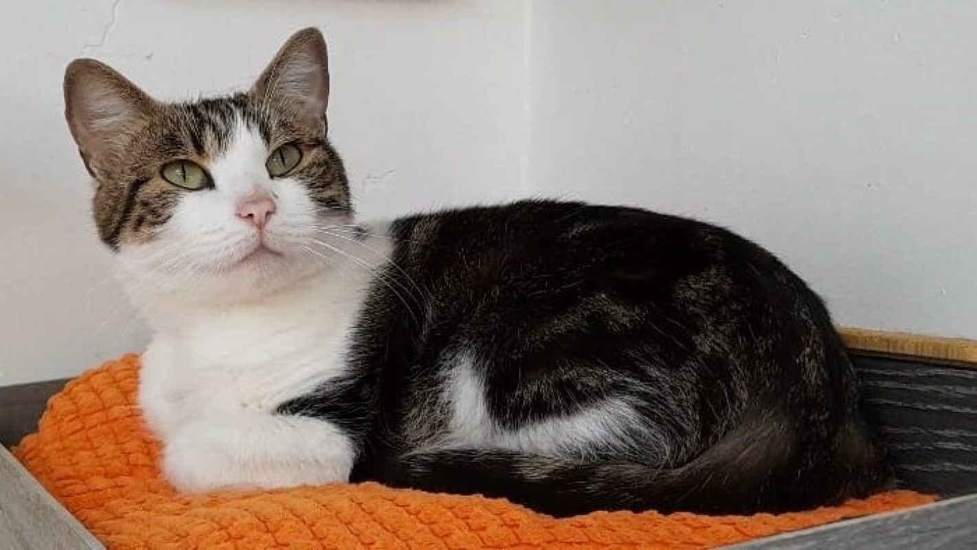 Compote - Chat Européen à adopter - photo 2