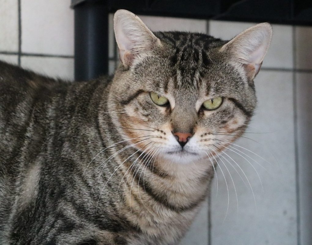 Horus - Chat Européen à adopter