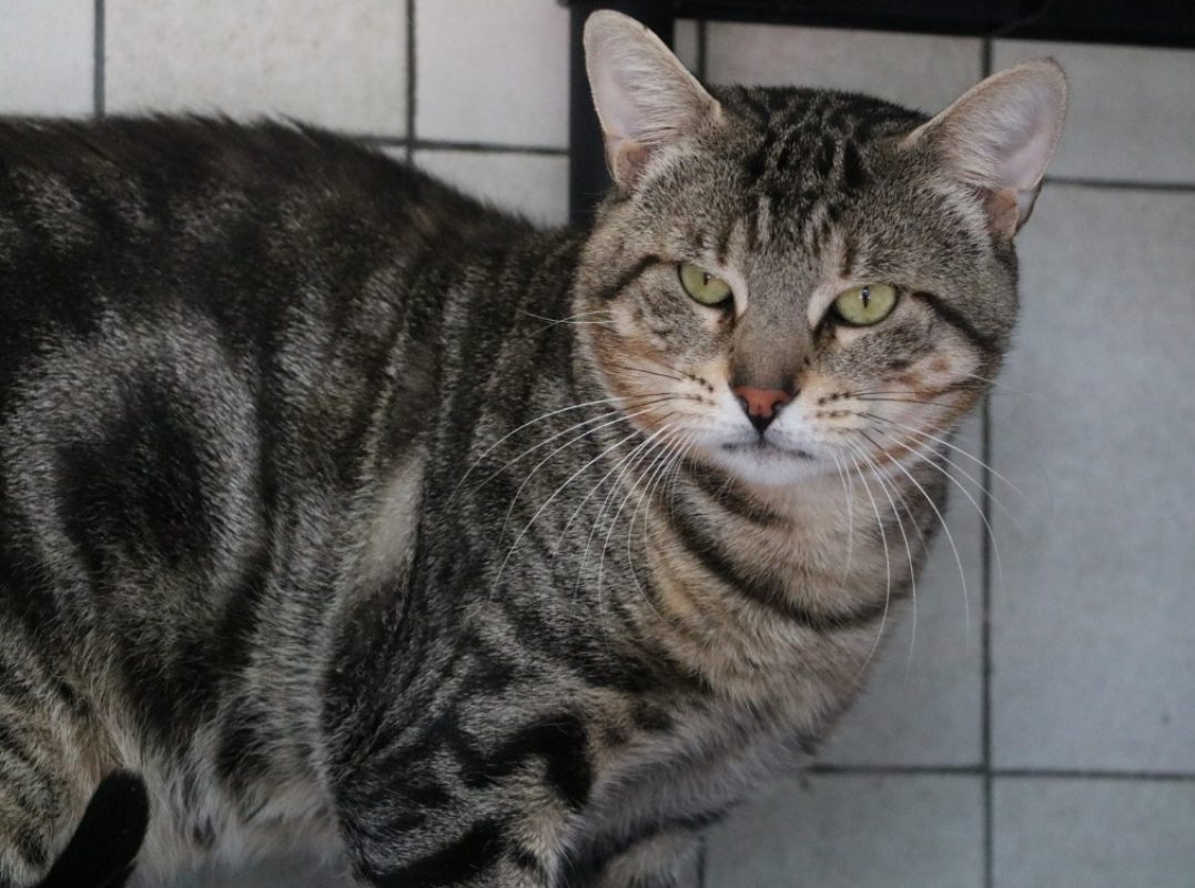 Horus - Chat Européen à adopter - photo 2