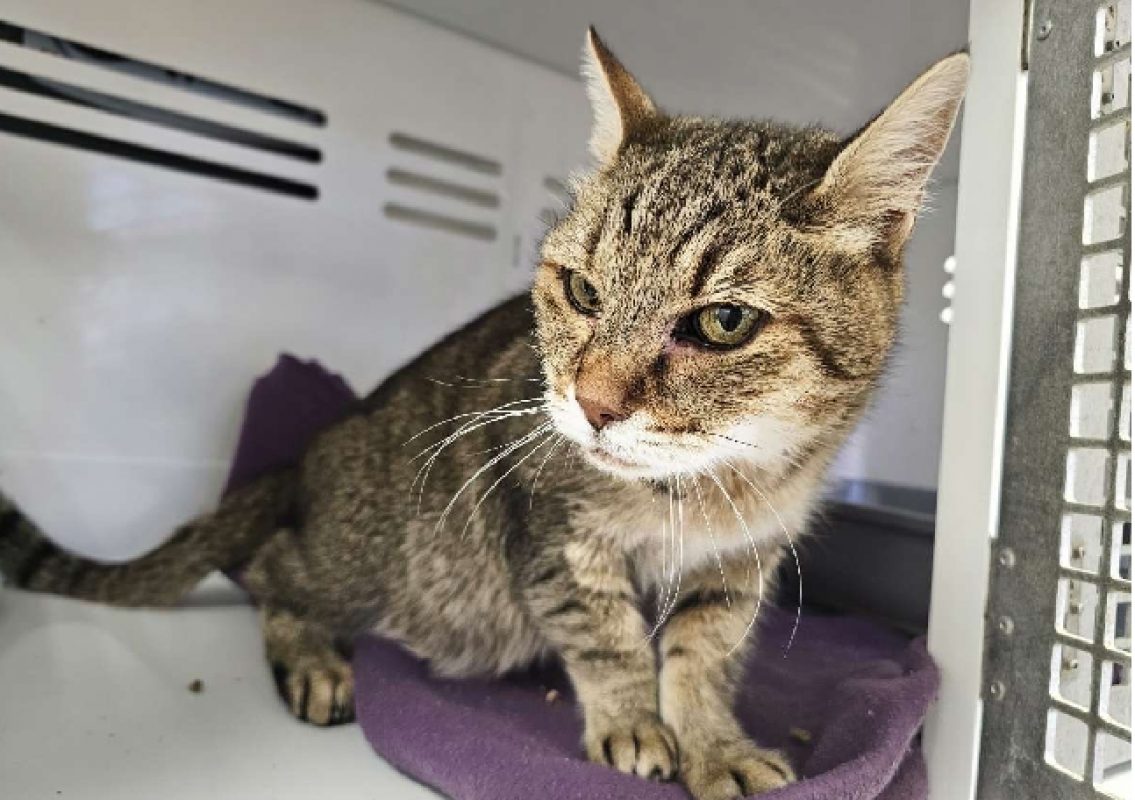 Simba - Chat Européen à adopter