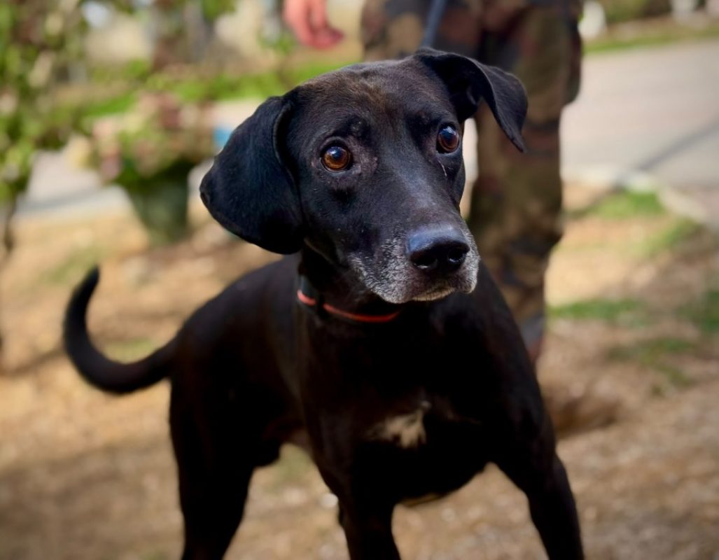 Dante - Chien à adopter