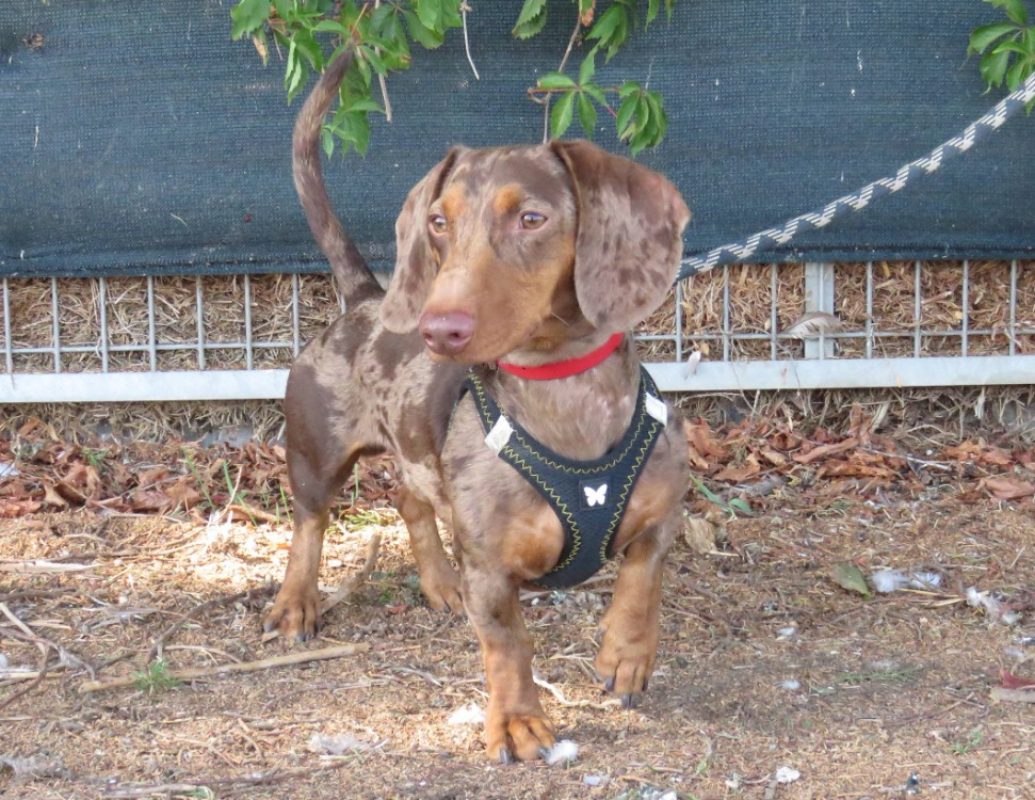 Albert - Chien Teckel à adopter - photo 3